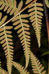 Torres' fern